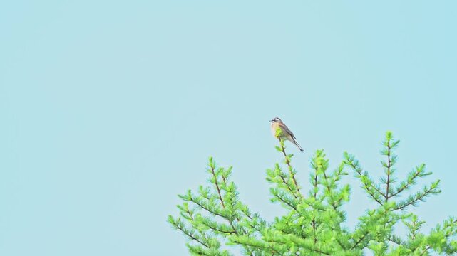 A meadow bunting perched on the top of a pine tree under a clear blue sky in Hokkaido, Japan. The image captures a peaceful moment in nature during the breeding season.