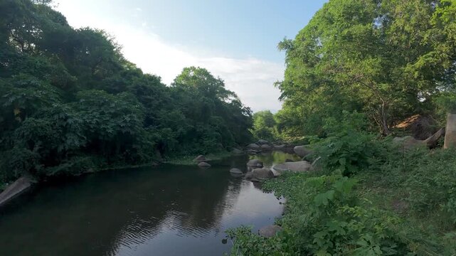 Tropical River Surrounded By Lush Jungle Vegetation In Mexico