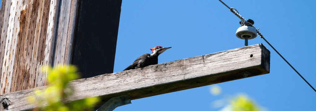 Young male Pileated Woodpecker perched on wood utility pole crossbeam, watching on a sunny blue sky spring day, as a nature background
