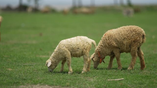 View of two sheep grazing on lush green grass in a rural pasture in Bogura, Rajshahi Division, Bangladesh.