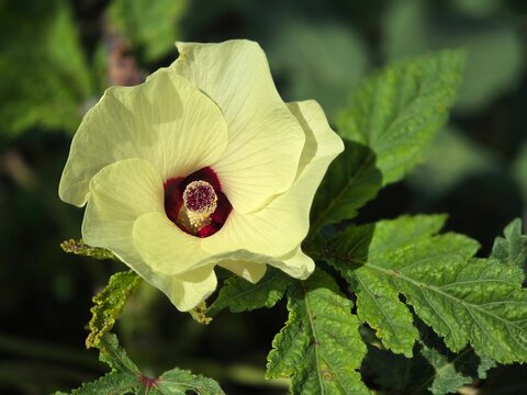 Close-up of a beautiful yellow okra flower blooming in the garden, showing a dark red center and vivid green leaves under sunlight.