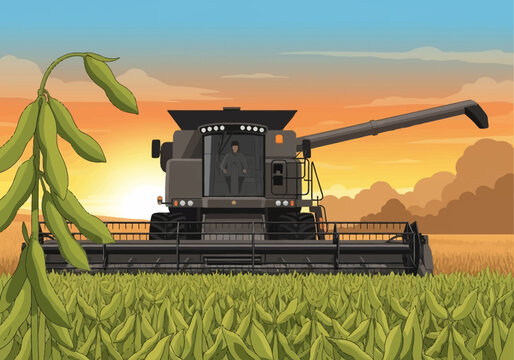 Vector illustration of a modern black combine harvester harvesting a soybean field at sunset, with a detailed soybean plant and pods in the foreground and a warm orange sky.