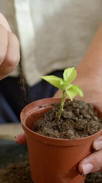 Vertical video: Second hand appearing, hands adding potting soil securing seedling in pot on bench