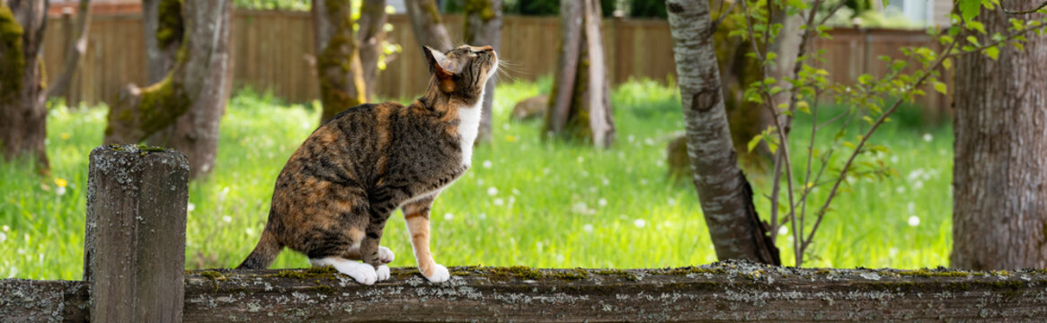 Calico tabby cat standing on a rustic wood split rail fence, looking up at birds, small public park with tall spring green grass backlit by the sun
