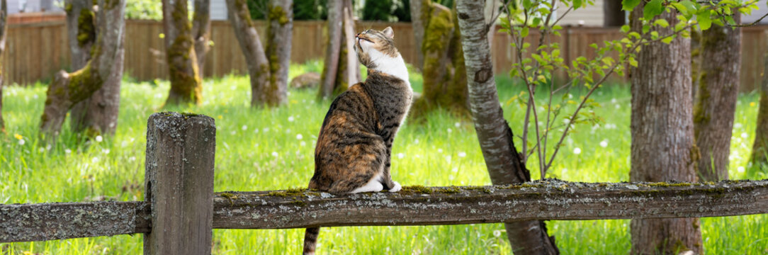 Calico tabby cat standing on a rustic wood split rail fence, looking up at birds, small public park with tall spring green grass backlit by the sun
