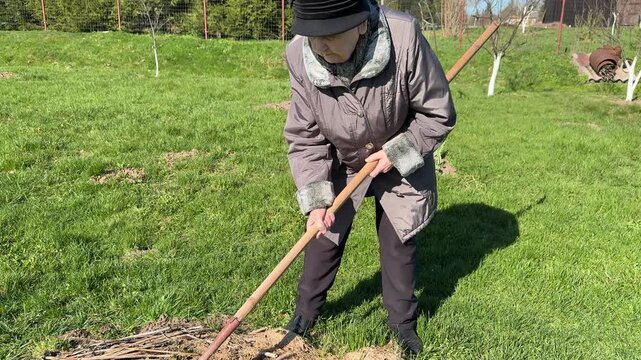 Grandmother hoeing peony bed, loosening soil during sunny spring day wearing warm coat and hat, gently breaking mulch to reveal