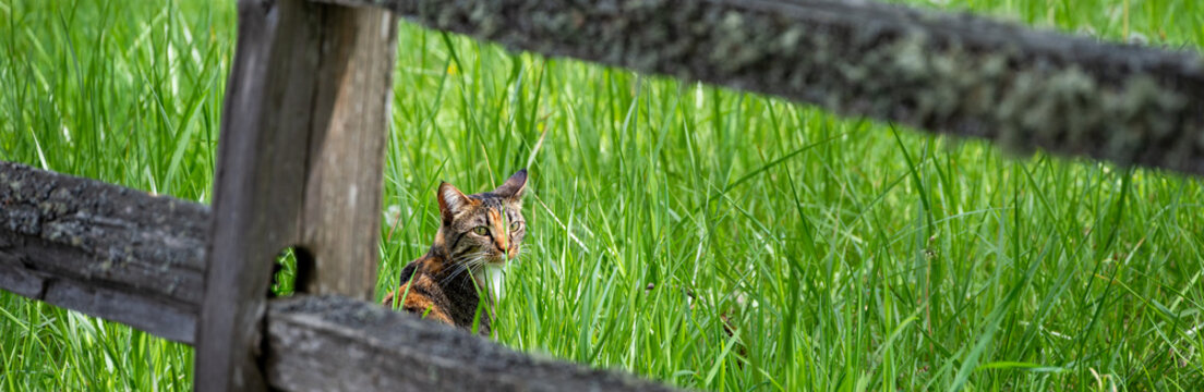 Calico tabby cat sitting in tall grass behind a rustic split rail fence of small public park, peaceful outdoor space
