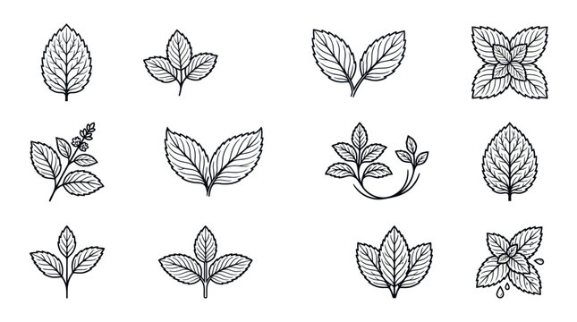 Mint leaf line art botanical illustration set.