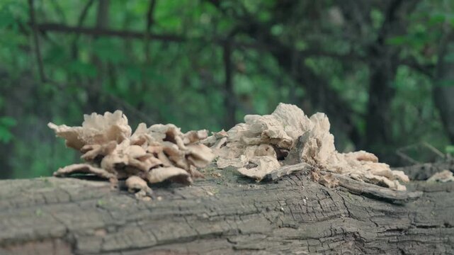 Wild Bracket Fungus Growing on Fallen Log &mdash; Slow Motion Parallax Close-Up | Forest Floor Nature Detail with Bokeh Green Background