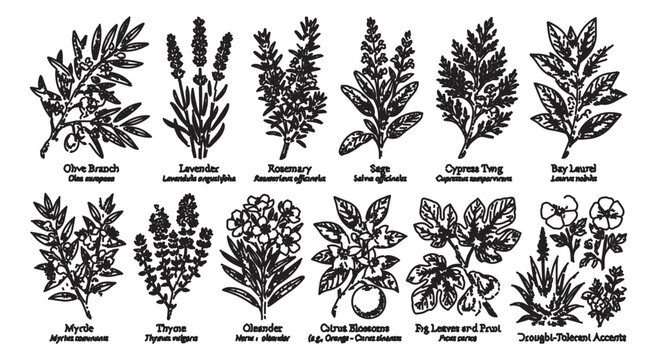 Vintage botanical herb illustrations, set of 12 hand drawn medicinal plants and culinary spices, black ink woodcut style vector elements