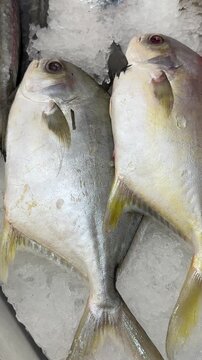 Pompano fish on crushed ice display, close-up view of silver pompano heads resting on shallow ice at seafood counter, chill frost