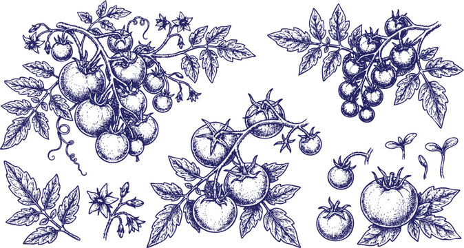 Set of tomatoes brunch and leaves black line art design. Detailed hand drawn ink illustration for template layout design