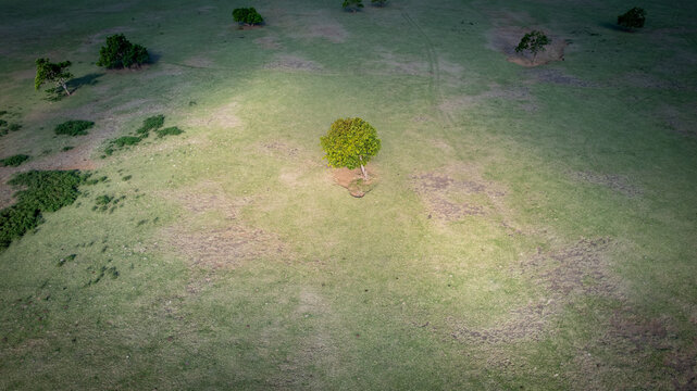 Aerial view of the Mausui Savanna featuring scattered trees across green rolling hills with a central tree illuminated by sunlight in Kota Komba, East Nusa Tenggara, Indonesia.