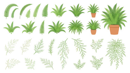 Collection of various green fern leaves and potted plants. © Satria