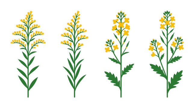 Detailed yellow wildflower and botanical weed illustrations.