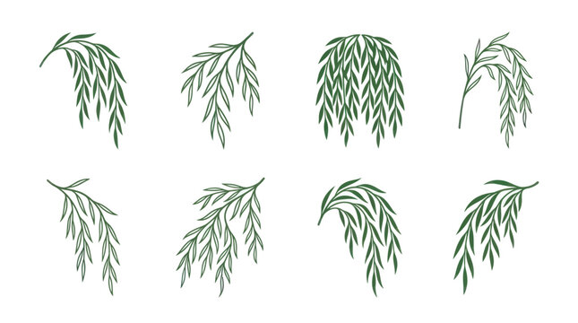 Set of green weeping willow foliage sketches.
