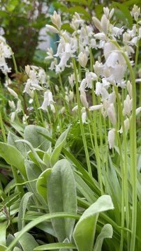 Slow slider shot of abundant white Hyacinthoides