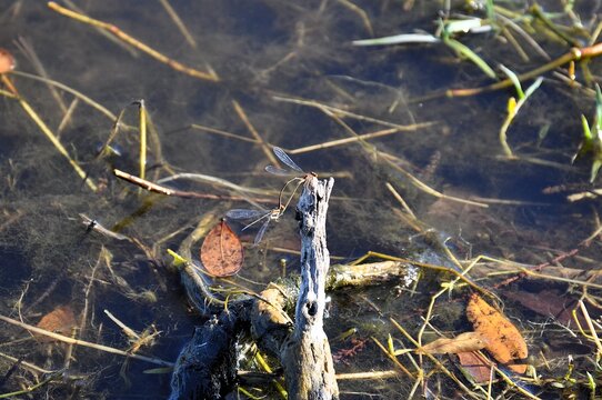 damselflies on the pond