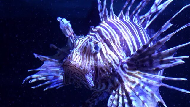 Lionfish swimming forward with spread venomous fins in deep blue saltwater aquarium tank under dramatic neon blue light Slow motion 120fps 4k video footage