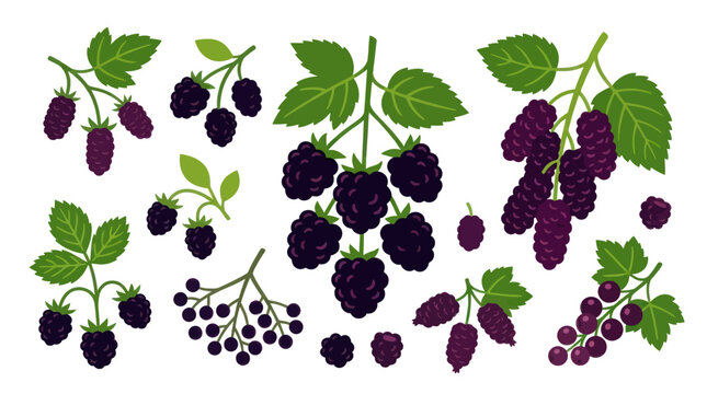 Illustrations of ripe blackberries on leafy branches