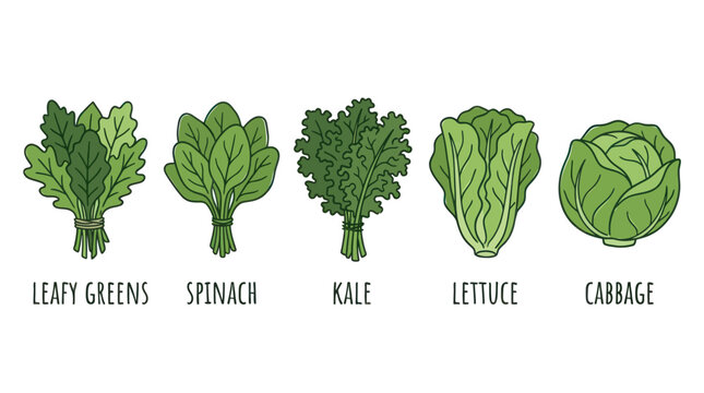 Labeled collection of leafy greens spinach kale lettuce and cabbage.