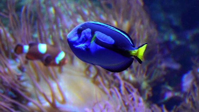 Blue tang fish swimming near colorful sea anemone tentacles in a vibrant coral reef aquarium Slow motion 120fps 4k video footage