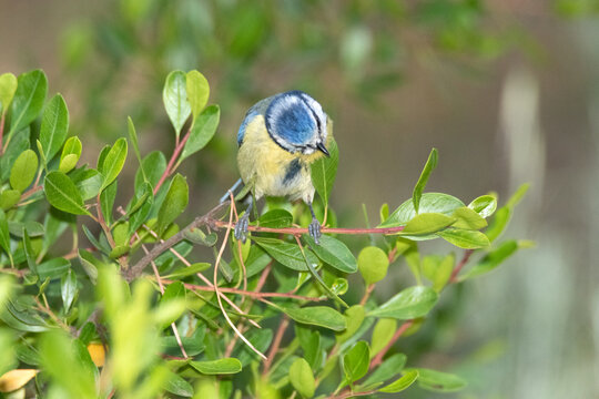 Cyanistes caeruleus (Herrerillo com&uacute;n) en libertad