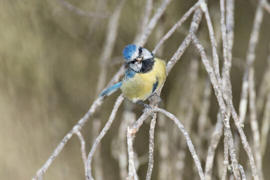 Te estoy vigilando. Cyanistes caeruleus (Herrerillo com&uacute;n)