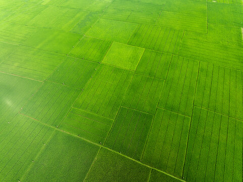 Aerial view of lush green rice paddies arranged in a geometric grid pattern across the rural landscape in Bangladesh.