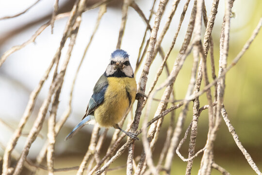 Un curioso y precioso Cyanistes caeruleus (Herrerillo com&uacute;n)