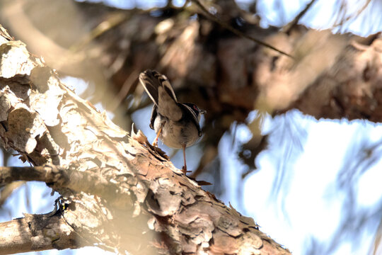 Currucas cabecinegra (Currucas melanocephala) a punto de marcharse