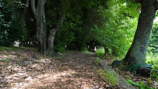 A natural green tree tunnel path covered with dried autumn leaves.