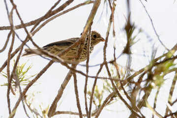 Camuflado entre las ramas del pino un joven Volantón de Escribano soteño (Emberiza cirlus) © FranciscoJose