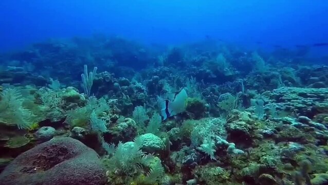 Hogfish swimming over a coral reef in the Caribbean Sea