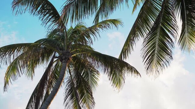 palm trees with sky
