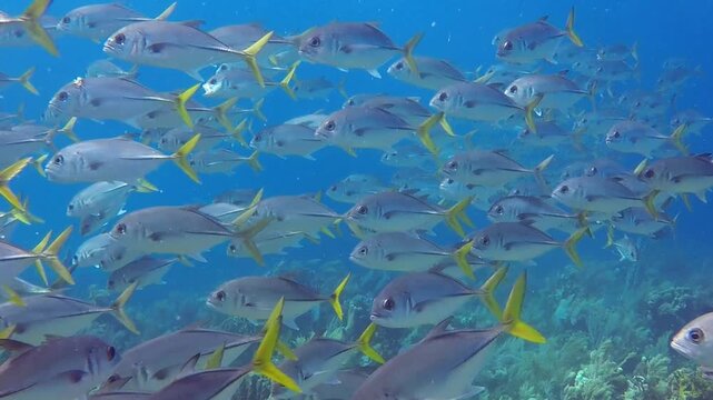 School of jacks swimming in the blue waters of the Caribbean Sea