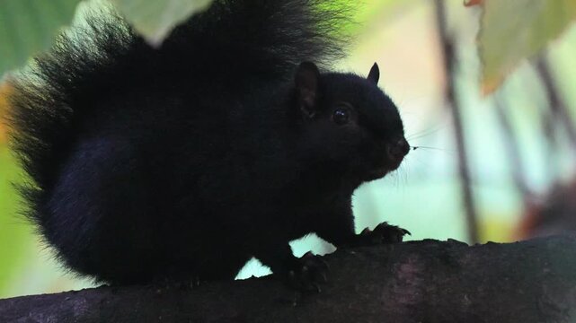 Squirrel with black fur sitting alertly on a tree branch in a green forest canopy under soft daylight Slow motion 120fps 4k video footage