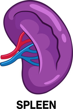 Human spleen anatomy icon lymphatic immune system hematology concept