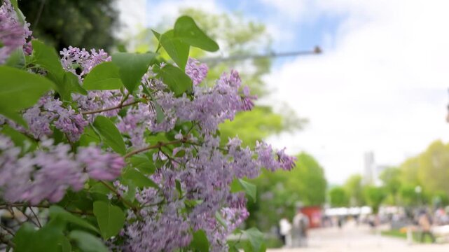 Lilac flowers swaying in strong wind along sunny urban path