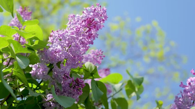 Lilac Flowers Blooming and Swaying in the Breeze