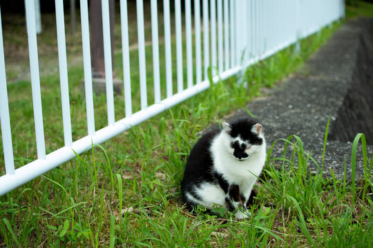 曇りの日にたたずむ猫の写真