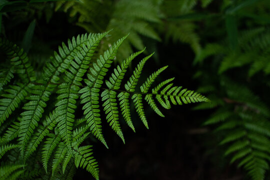 暗い背景の植物の写真
