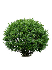 Obraz premium Lush green bush on white background, showcasing vibrant foliage in a studio setting.