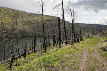 Obraz premium Charred icons. Tree trunks remaining after wildfire