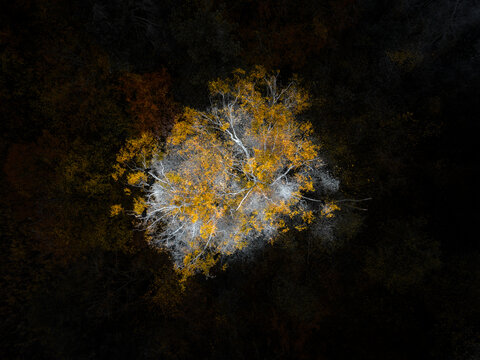 Aerial view of a single tree with vibrant yellow autumn foliage illuminated against a dark forest canopy in Serwy, Podlaskie Voivodeship, Poland.