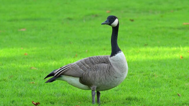 Canada goose standing alert on a lush green grass lawn in a public park during a bright sunny day Slow motion 120fps 4k video footage