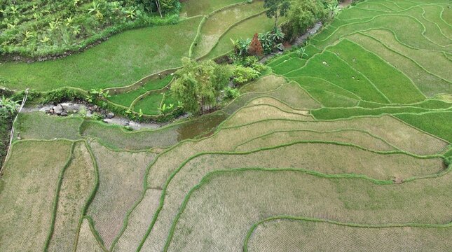 Aerial view of lush green rice terraces with curved patterns and a small stream flowing through tropical vegetation in Pekalongan Regency, Central Java, Indonesia.