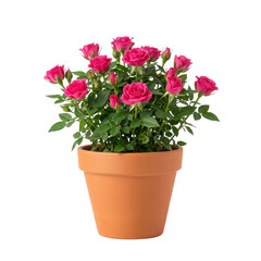 Fototapeta premium Potted Pink Miniature Roses Isolated on White Background - Fresh Blooms