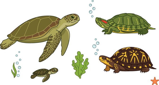 Sea Turtle and Tortoise Species Vector Set Featuring Green Sea Turtle, Hatchling, Red-Eared Slider, and Box Turtle for Marine Biology Education