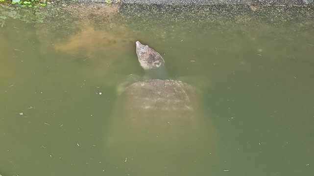 Video footage of large softshell turtle surfacing to breathe in pond water. Perfect for nature, wildlife, and educational footage themes.